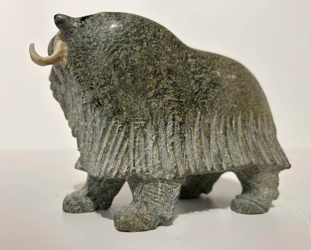 Muskox