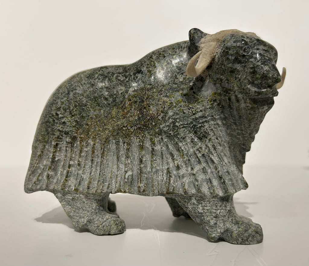 Muskox
