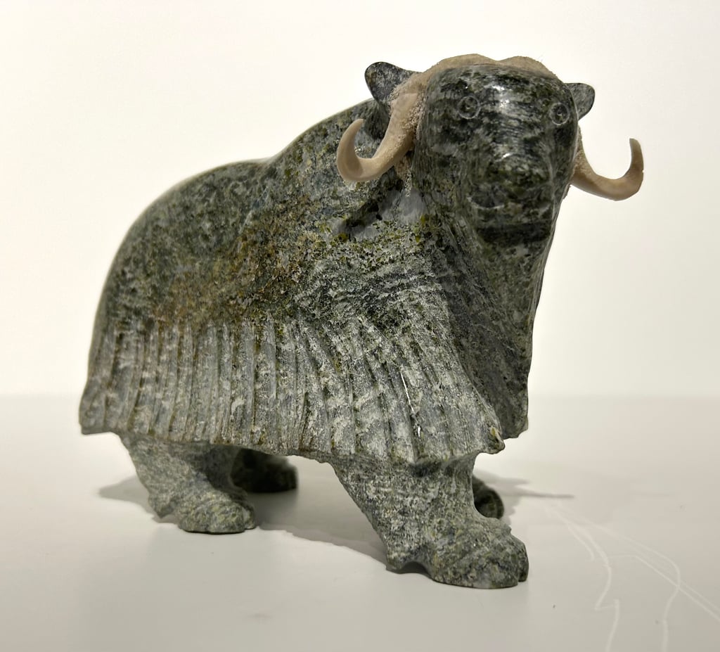 Muskox