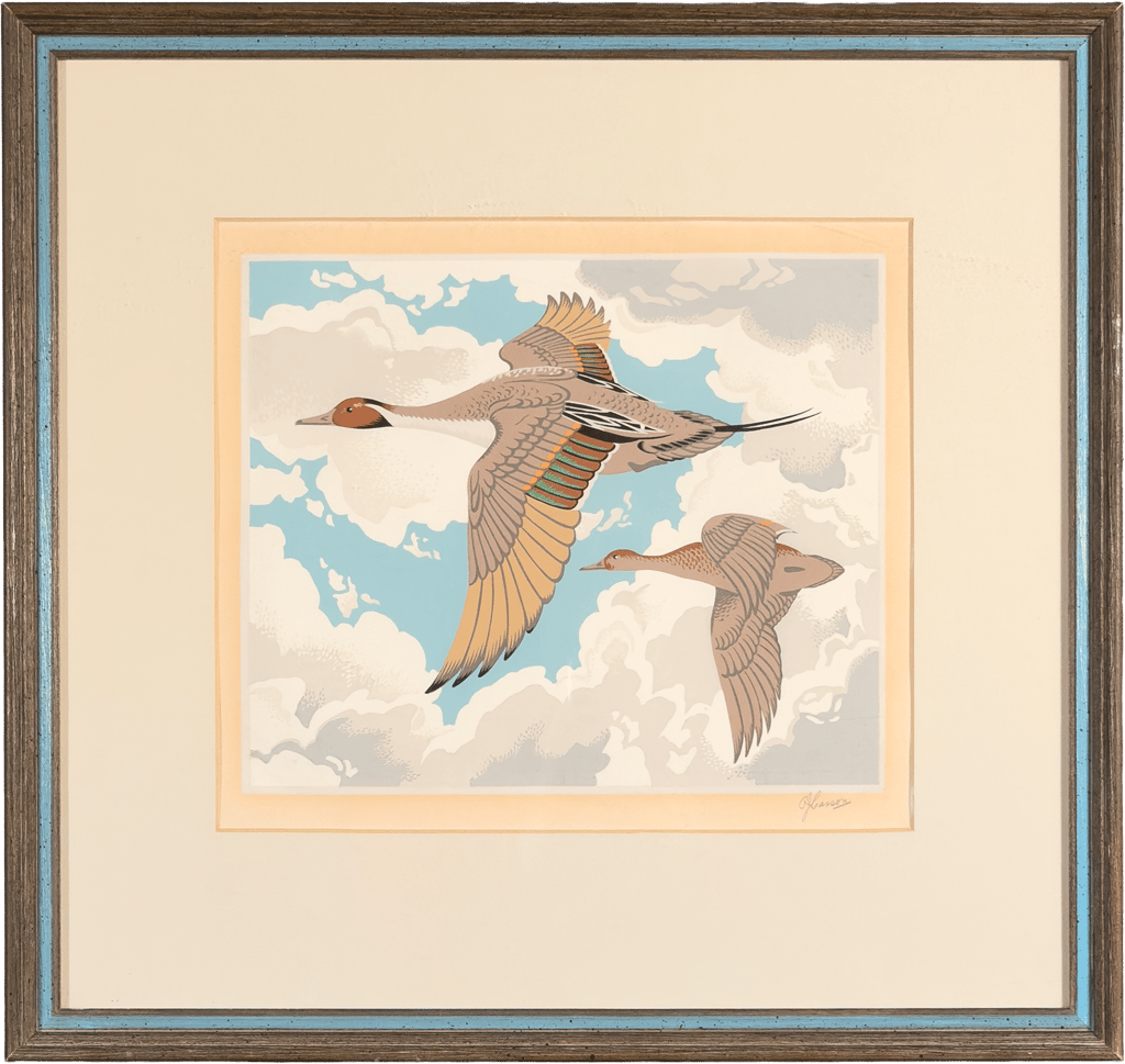 Pintail