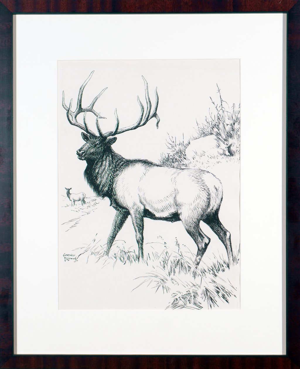 Elk