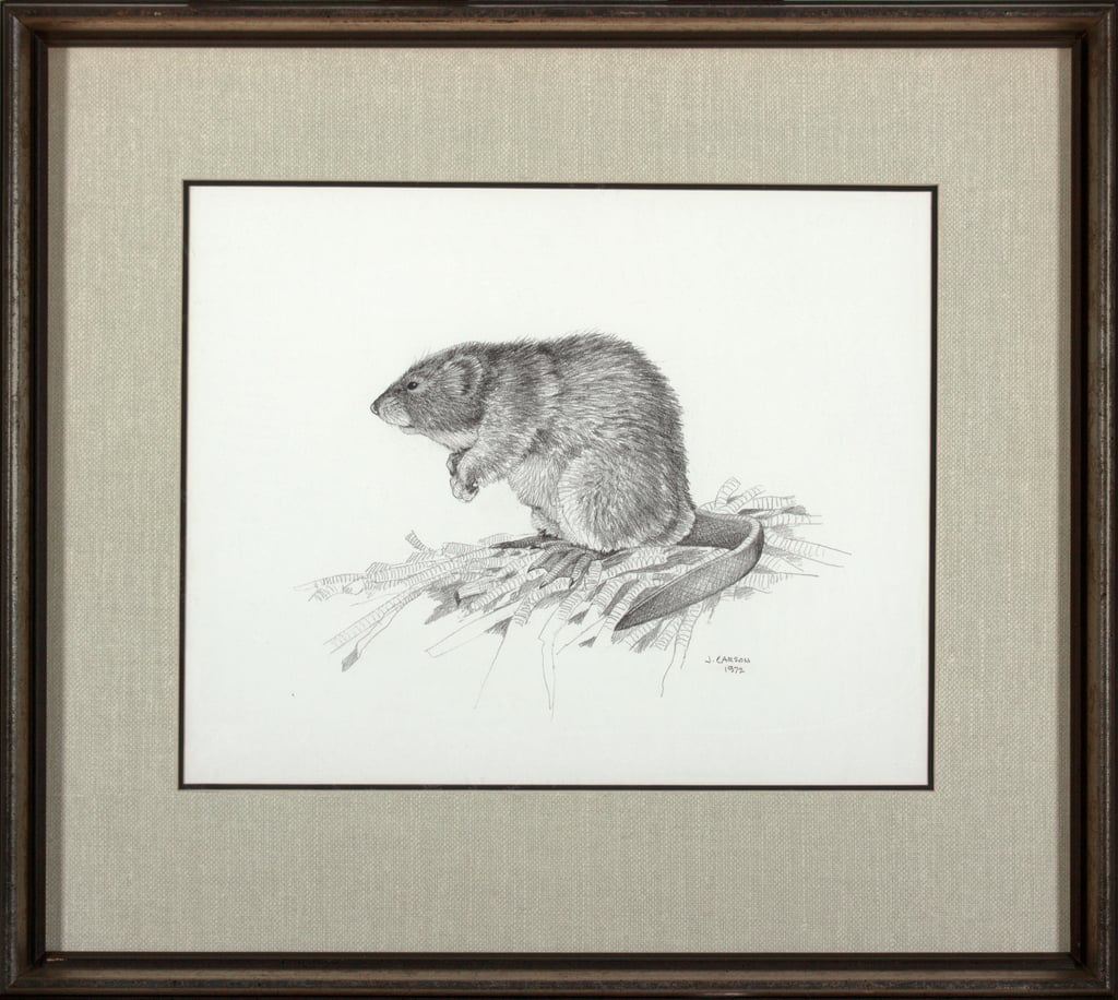 Muskrat