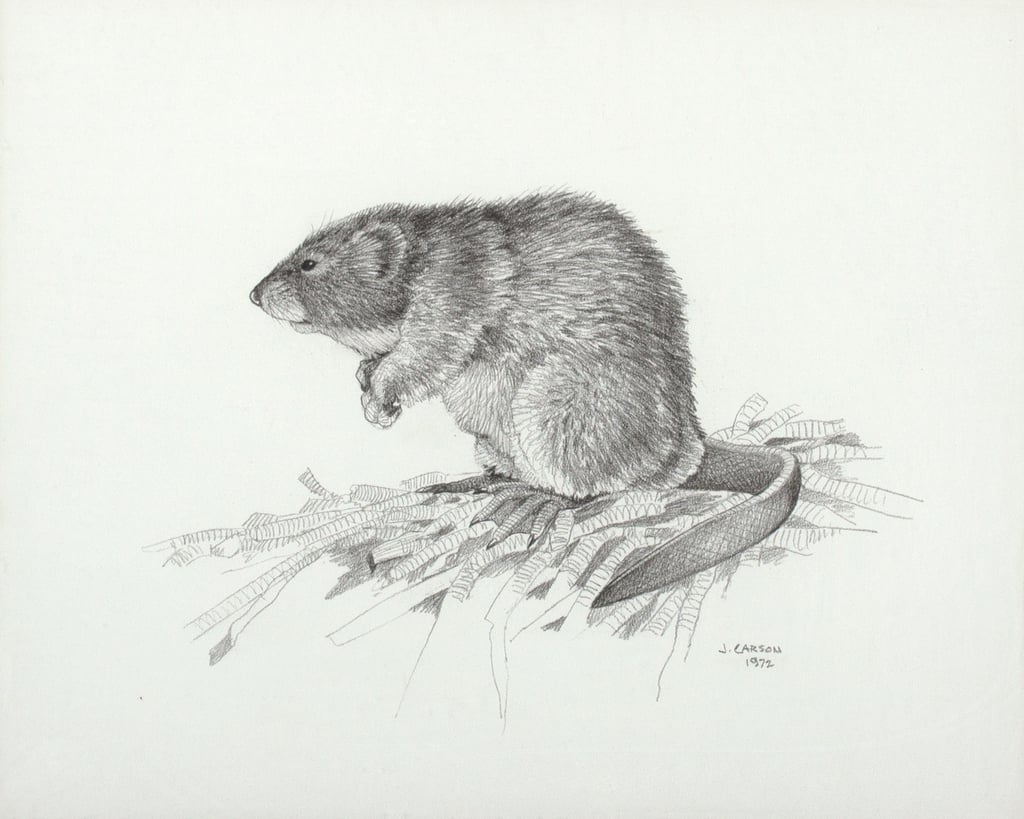 Muskrat