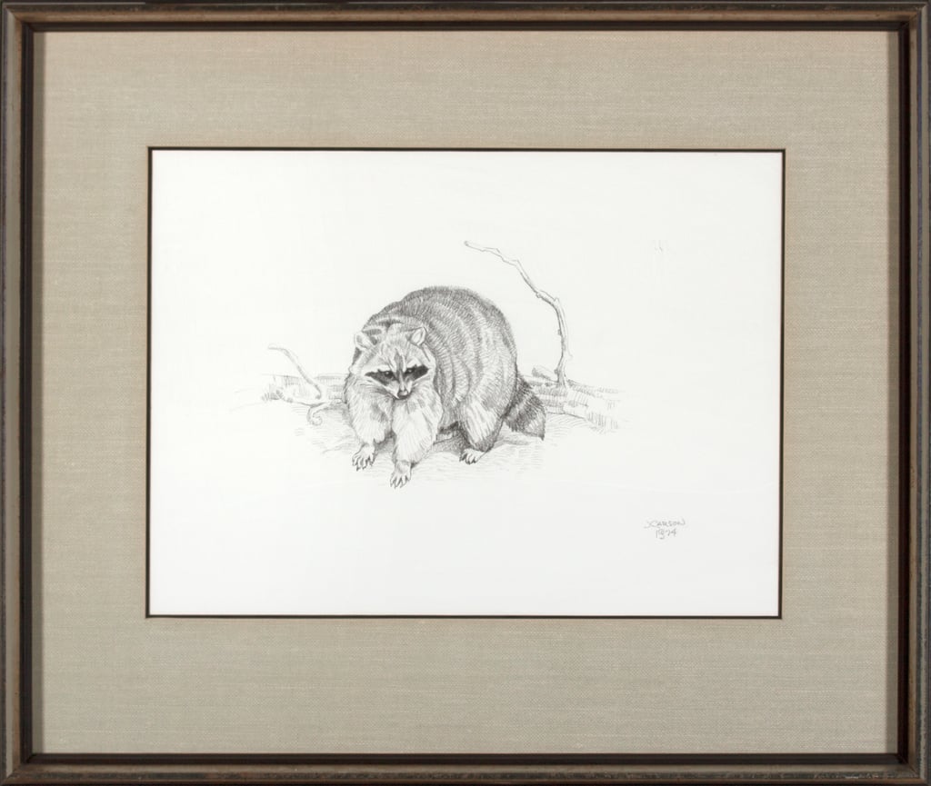 Raccoon