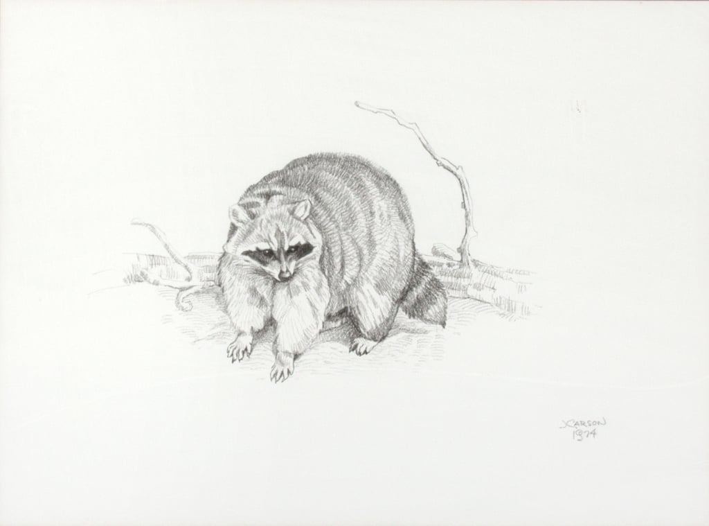 Raccoon
