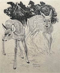Timid Fawns