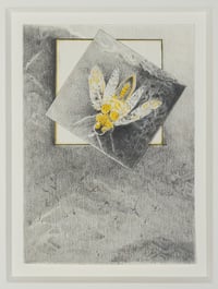 Untitled (Bug)