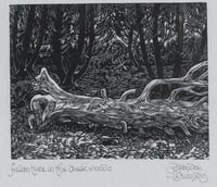 Fallen Tree in the Dark Woods