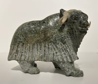 Muskox