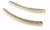 Pair of Walrus Tusks