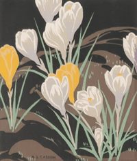 Crocuses