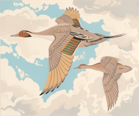 Pintail Ducks