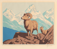 Bighorn Sheep