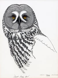 Great Gray Owl