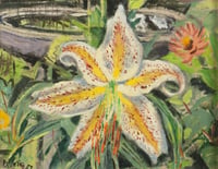 Lilium Rubellum