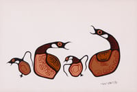Loon Family