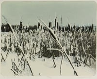 Bulrushes