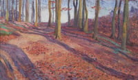 Long Shadows in the Trees