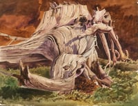 Untitled (Driftwood)