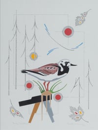 Ruddy Turnstone
