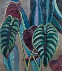 Philodendron