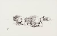 Buffalo