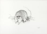 Raccoon