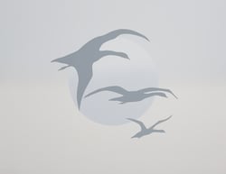 The