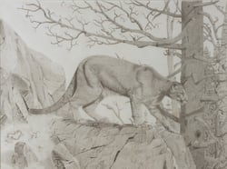 Cougar
