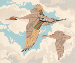 Pintail
