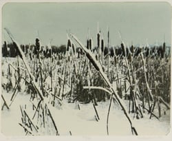 Bulrushes