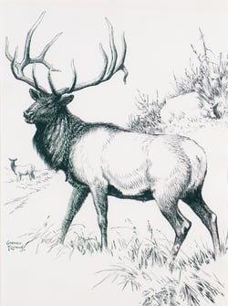 Elk