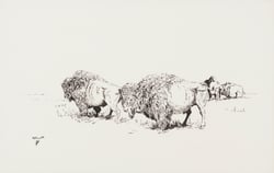 Buffalo