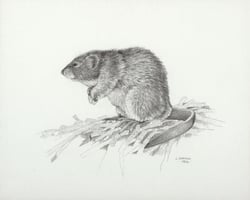 Muskrat