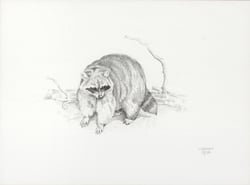 Raccoon
