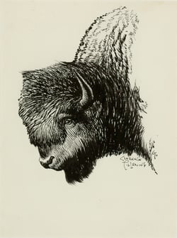 Bison