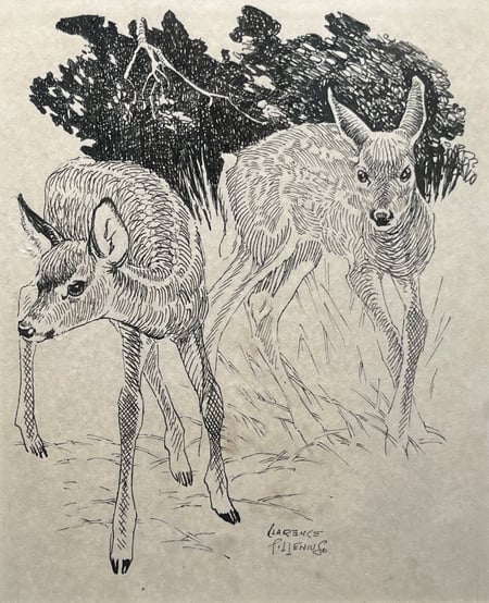 Timid Fawns