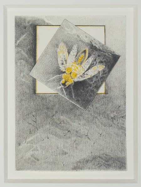 Untitled (Bug)