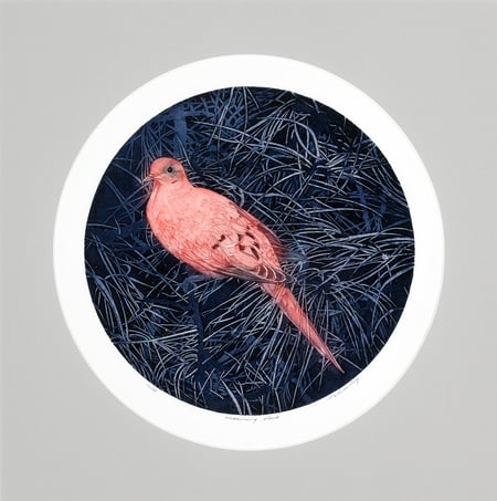 Mourning Dove