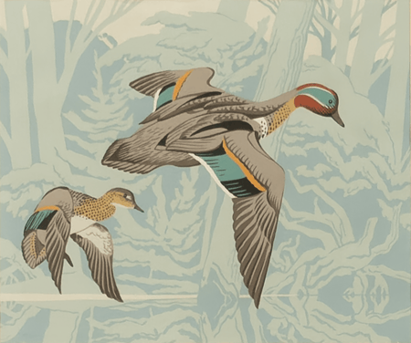 Green Winged Teal