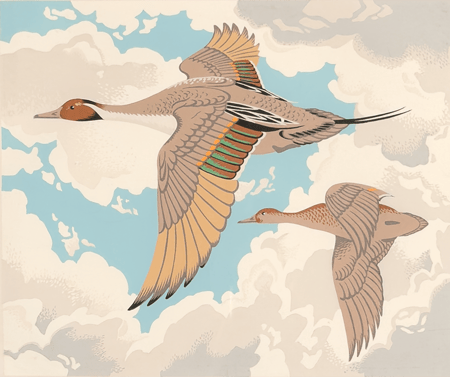 Pintail Ducks