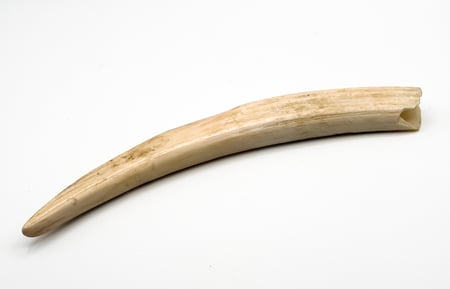 Walrus Tusk