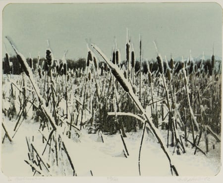 Bulrushes