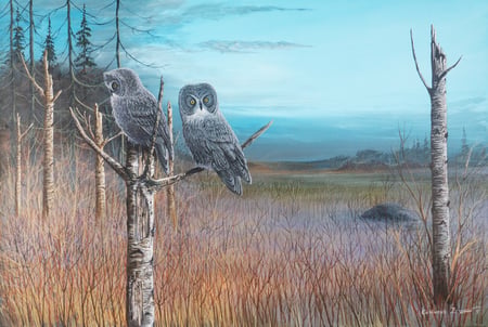 Untitled (Great Grey Owls)