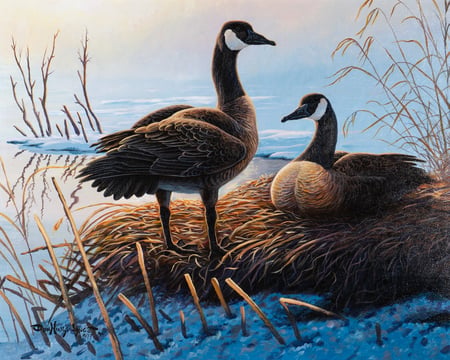 Canada Geese