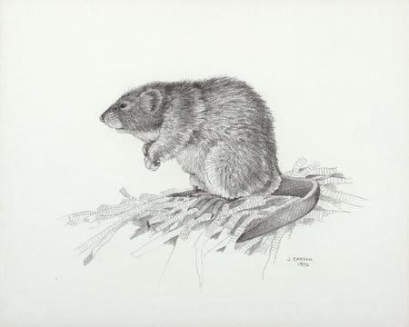 Muskrat