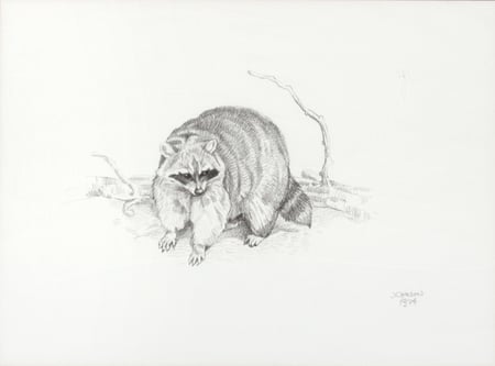 Raccoon