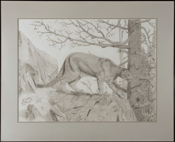 Cougar