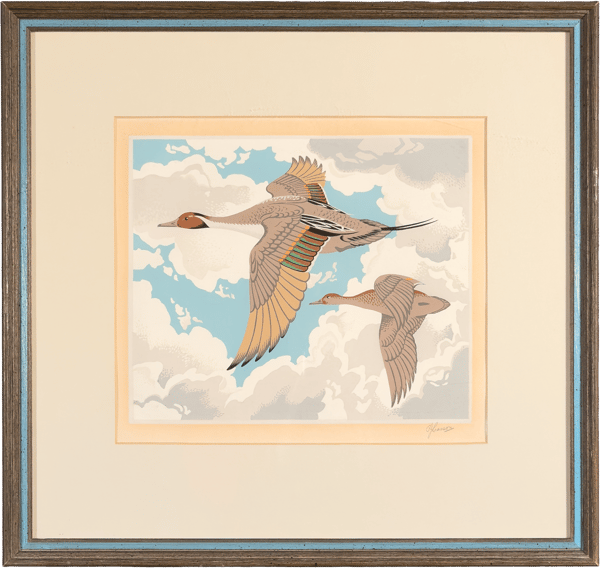 Pintail