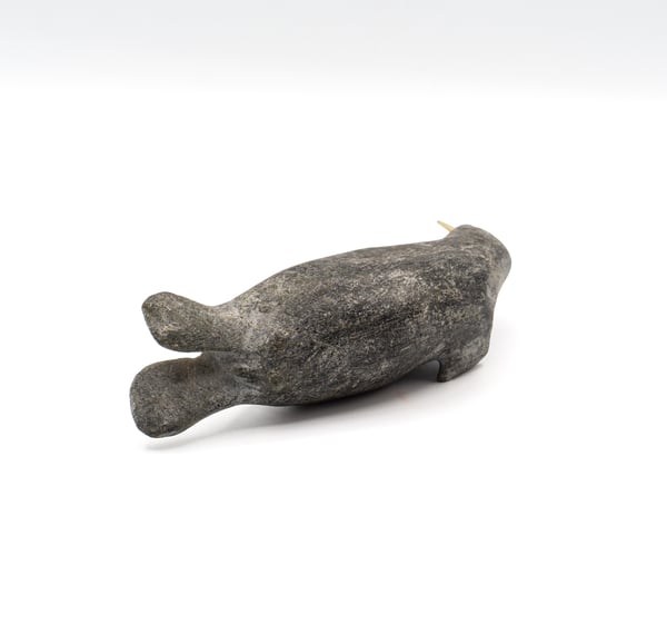 Walrus
